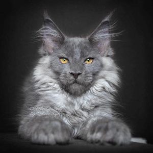 Meet your Posher, Frederick